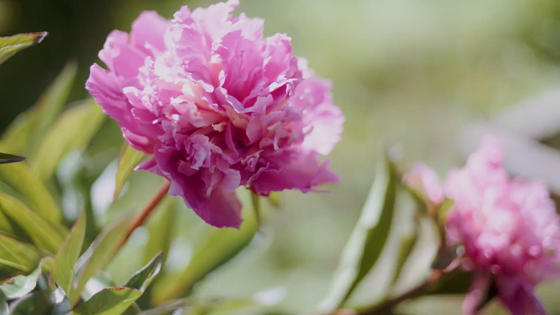 Load video: Alpenglow Family Video